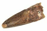 Fossil Spinosaurus Tooth - Real Dinosaur Tooth #268340-1